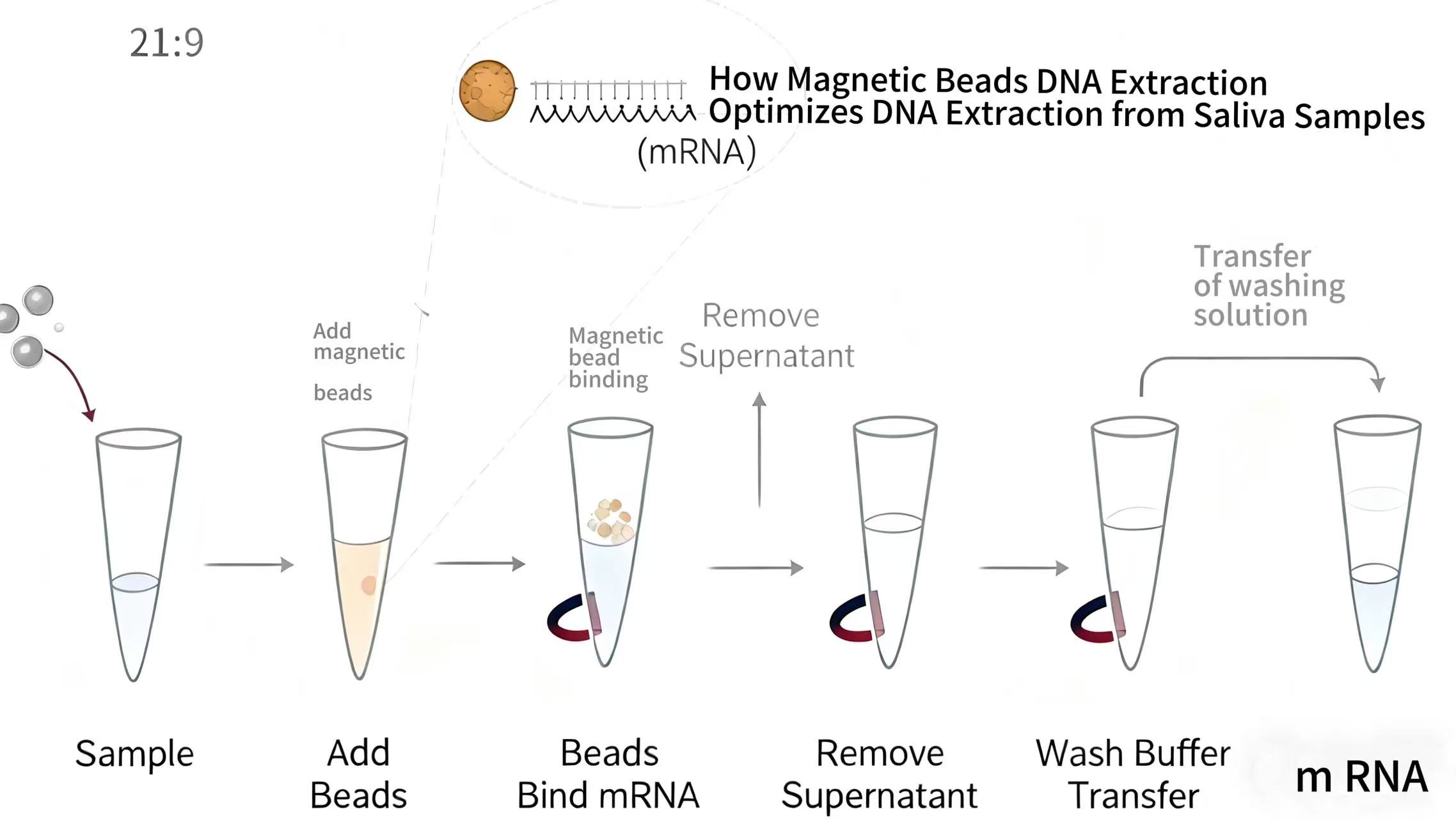 How Magnetic Beads DNA Extraction Optimizes DNA Extraction from Saliva Samples