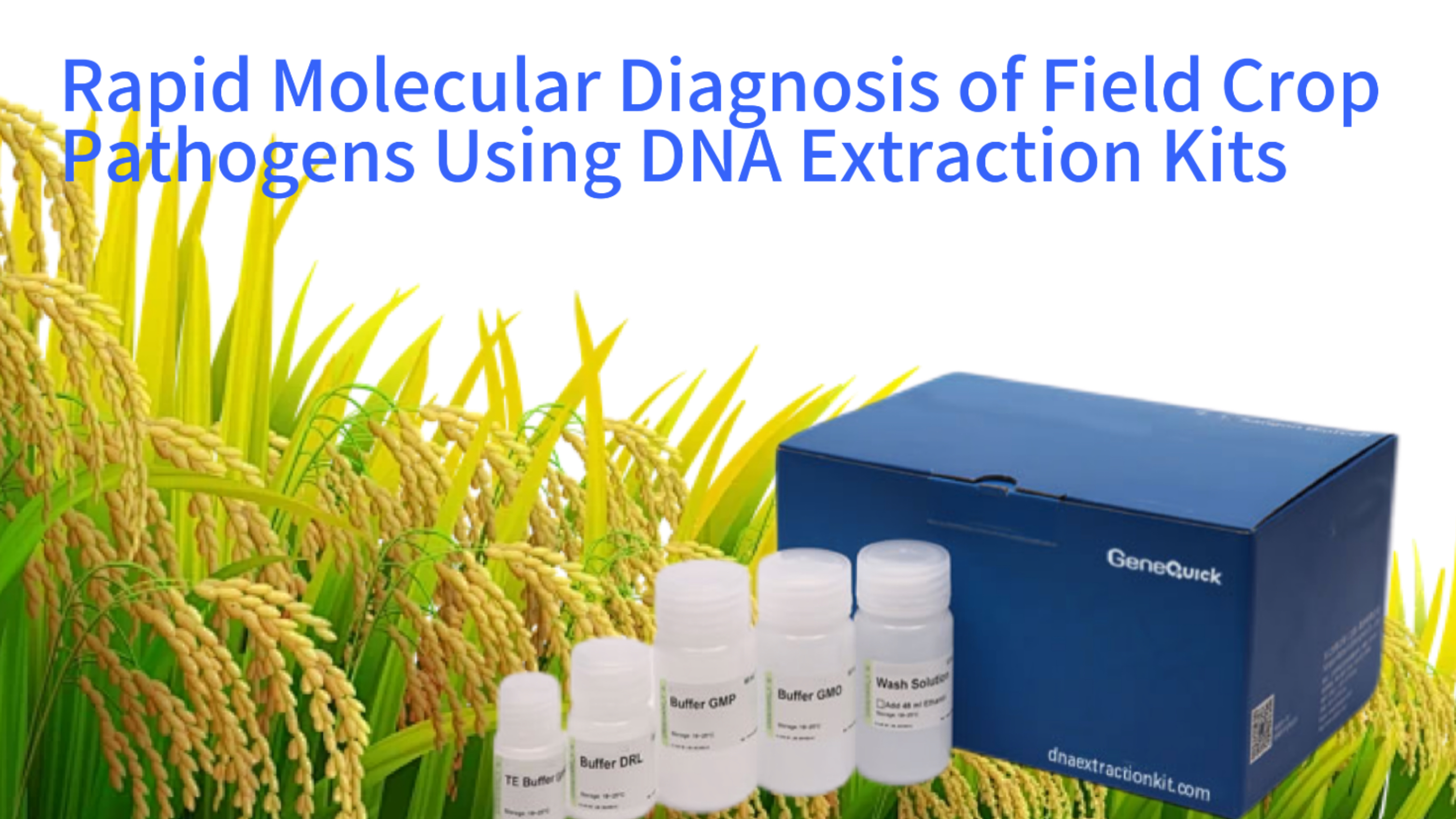 Rapid Molecular Diagnosis of Field Crop Pathogens Using DNA Extraction Kits