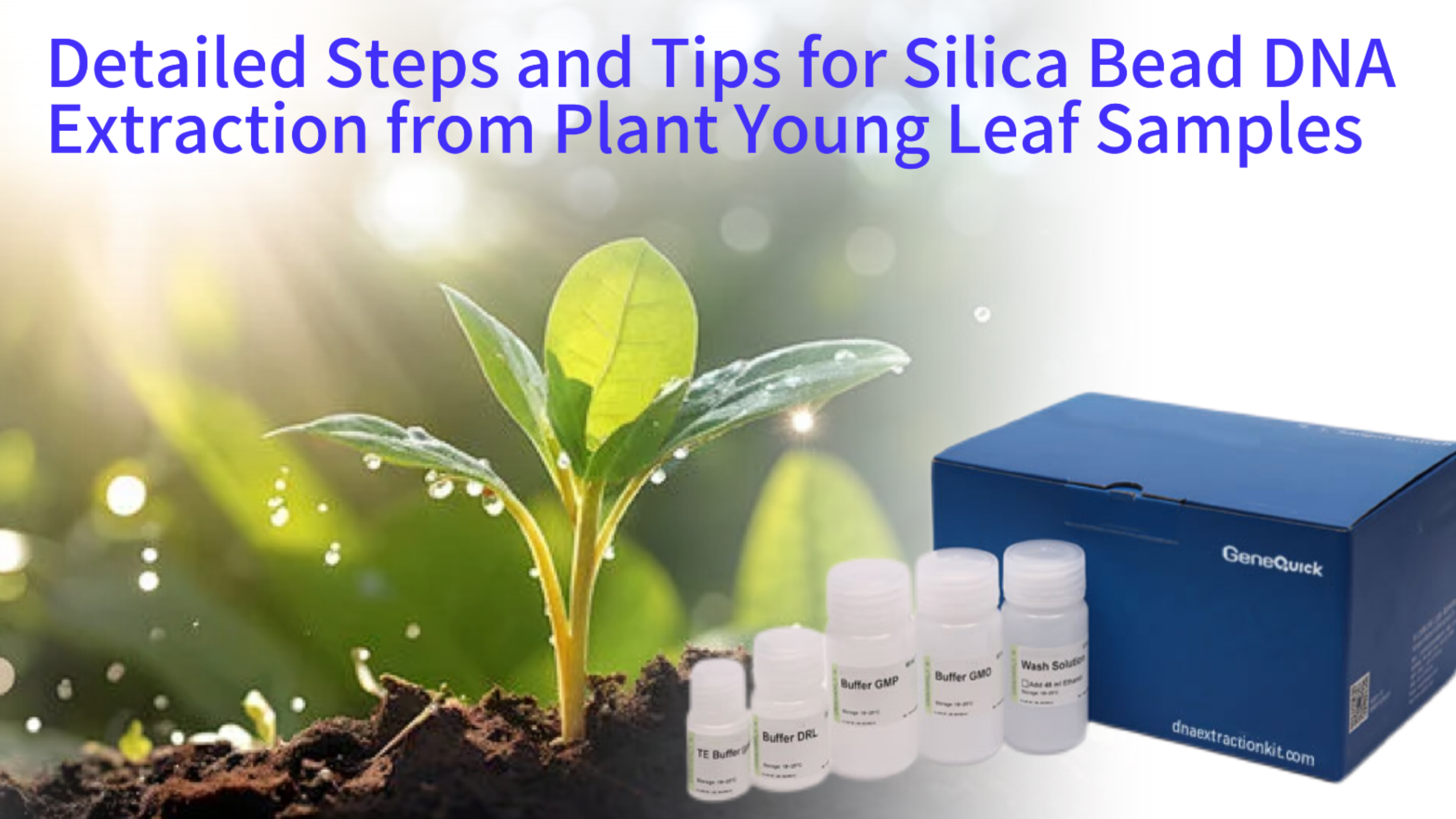 Detailed Steps and Tips for Silica Bead DNA Extraction from Plant Young Leaf Samples